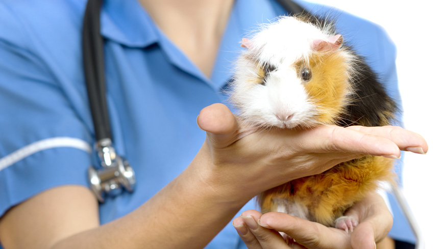 Swan song for general animal safety tests